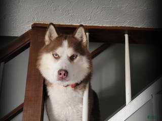Siberian Husky dogs STUD: Achilles - Ad 3