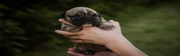 English Bulldog dogs for sale: Winnie English Bulldog  - Ad 7