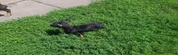 Mixed Breed dogs for sale: Mascot  - Ad 3
