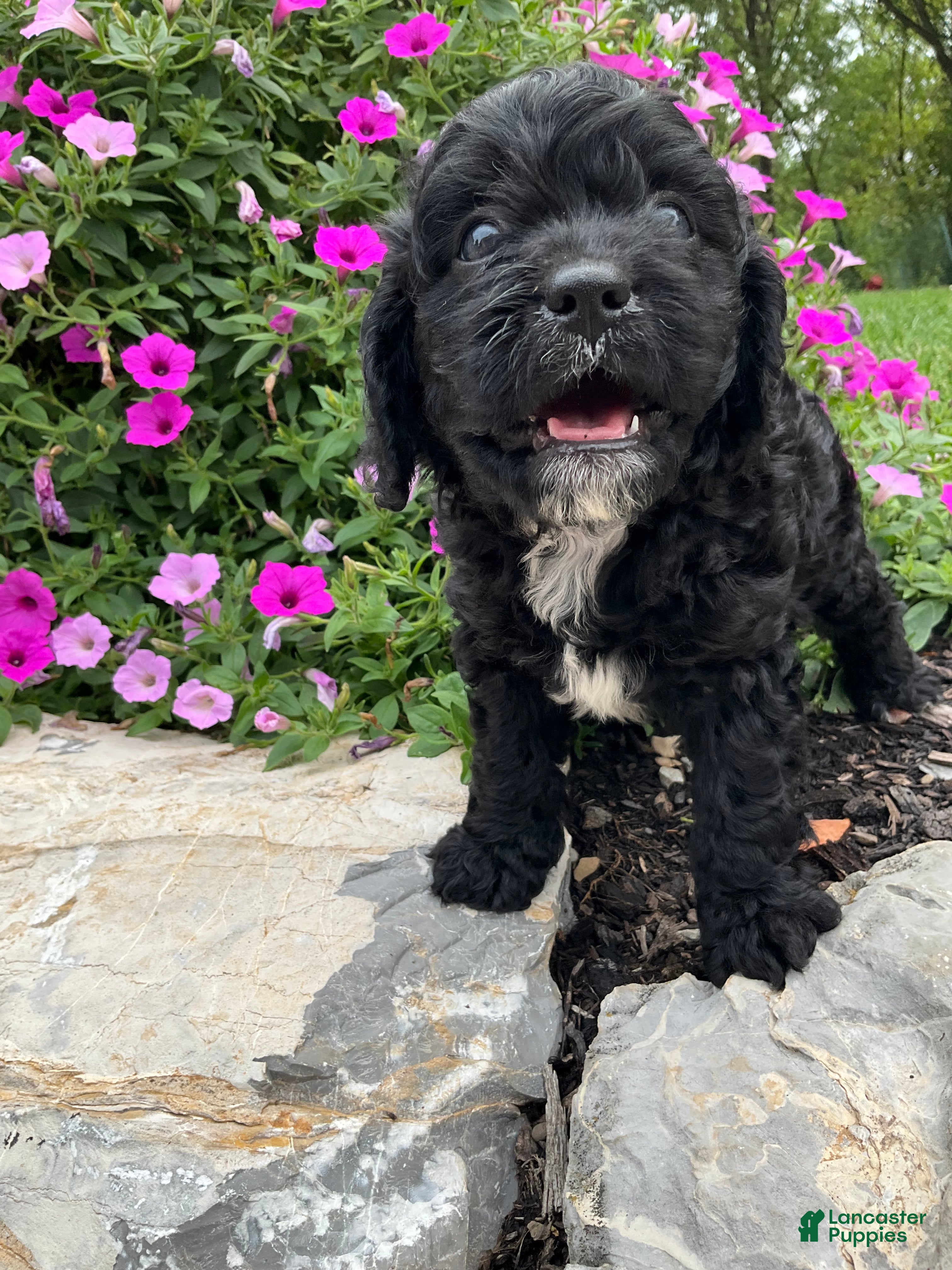 Cavapoo dogs King - Ad 1