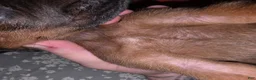 Redbone Coonhound dogs for sale: Redbone Coonhound 9(black) - Ad 7