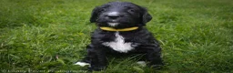 Goldendoodle dogs for sale: Miss Yellow - Ad 4
