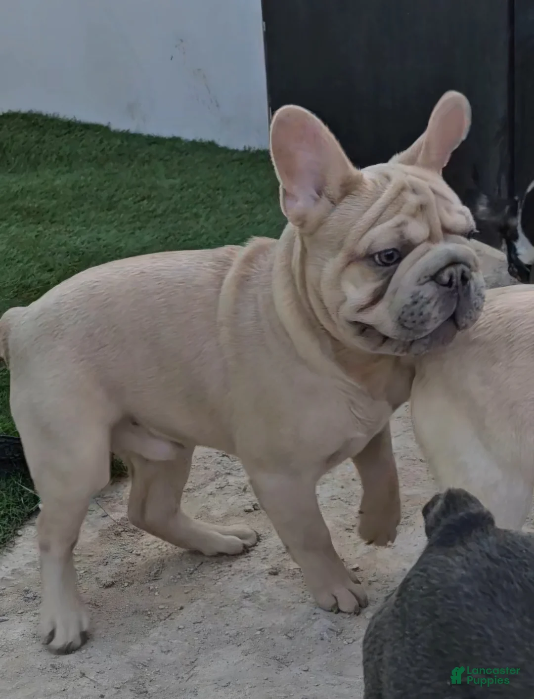 French Bulldog dogs for sale: French Bulldog Puppy 1 - Ad 7