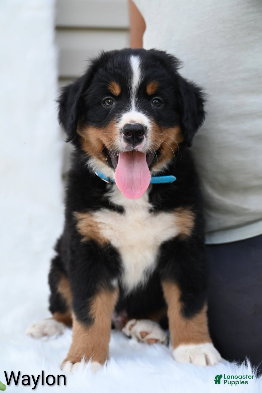 Bernese Mountain Dog dogs Waylon  - Ad 2