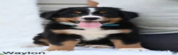 Bernese Mountain Dog dogs for sale: Waylon  - Ad 2