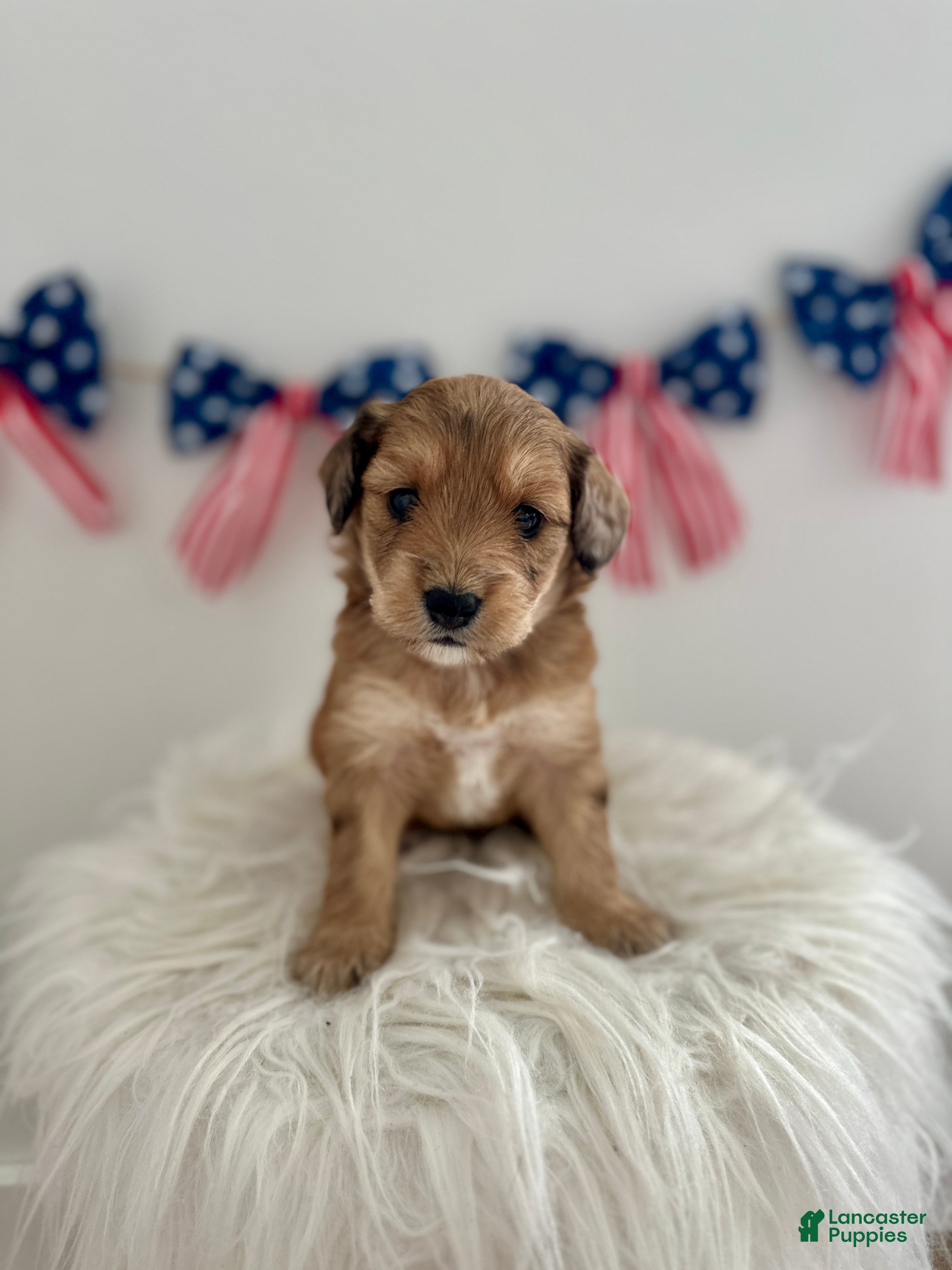 Mini Aussiedoodle dogs Mini Aussiedoodle Puppy 6 - Ad 2