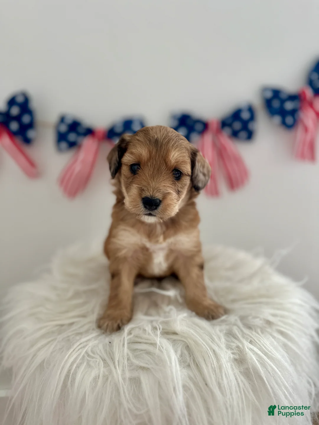 Mini Aussiedoodle dogs for sale: Lucy - Ad 2