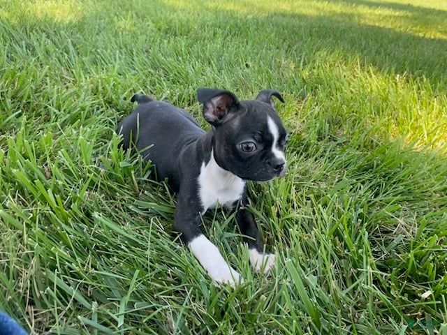 Boston Terrier dogs Grace - Ad 1