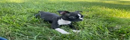 Boston Terrier dogs for sale: Grace - Ad 1