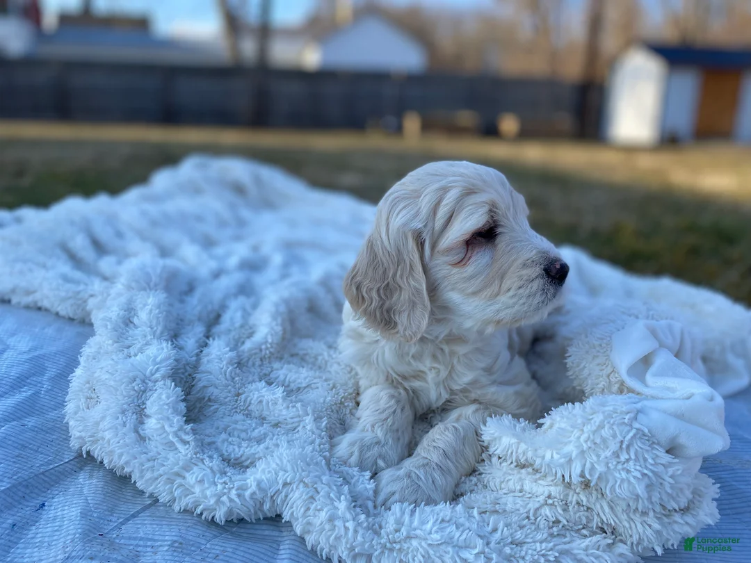 Mini Goldendoodle dogs for sale: Rio - Ad 3