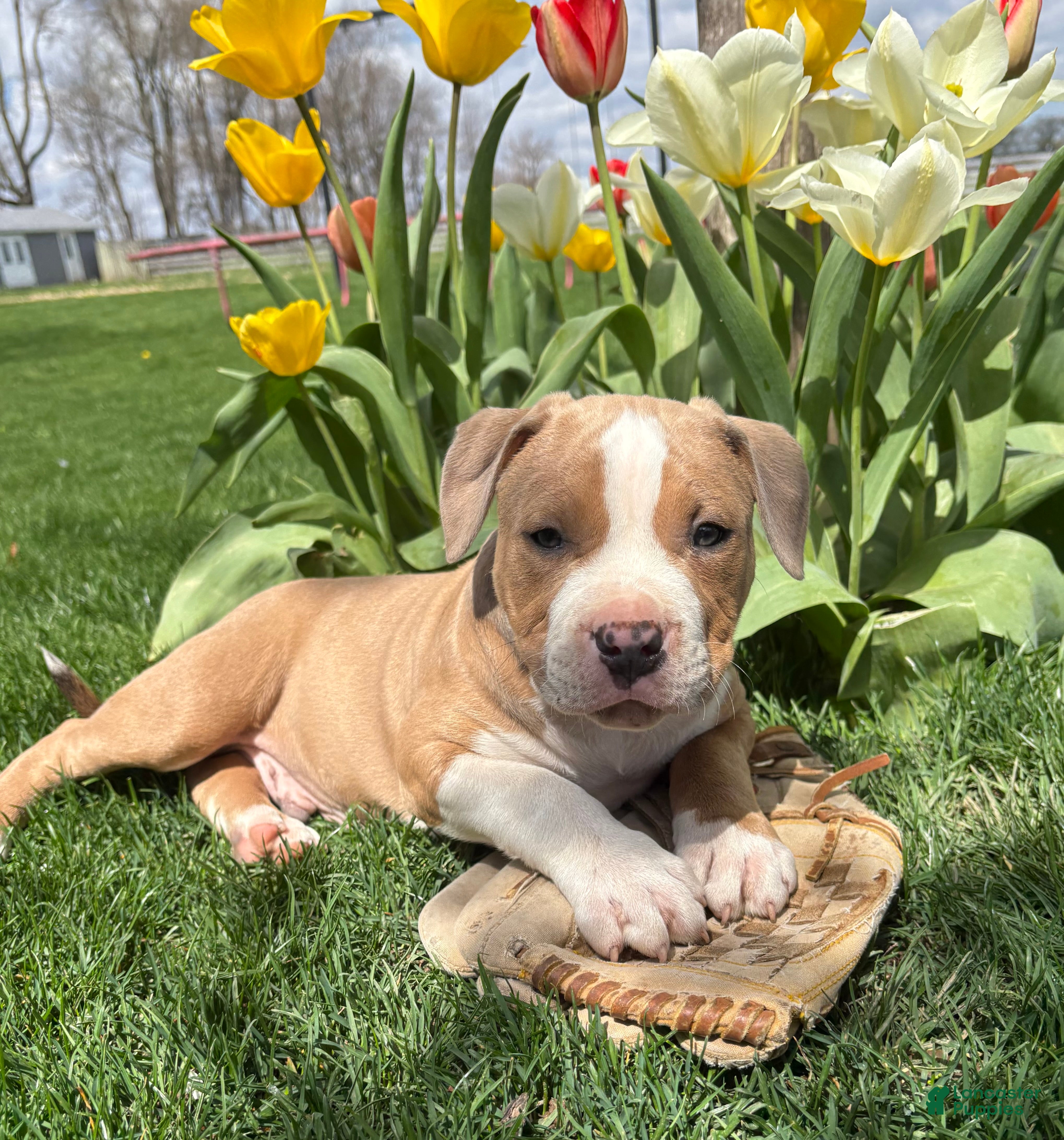 Mixed Breed dogs Sebastian - Ad 2