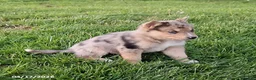 Gerberian Shepsky dogs for sale: Dexter - Ad 3
