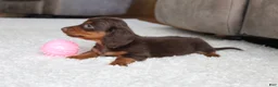 Miniature Dachshund dogs for sale: Olivia - Ad 4