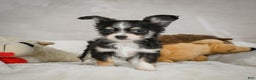 Chihuahua dogs for sale: Tiny - Ad 8