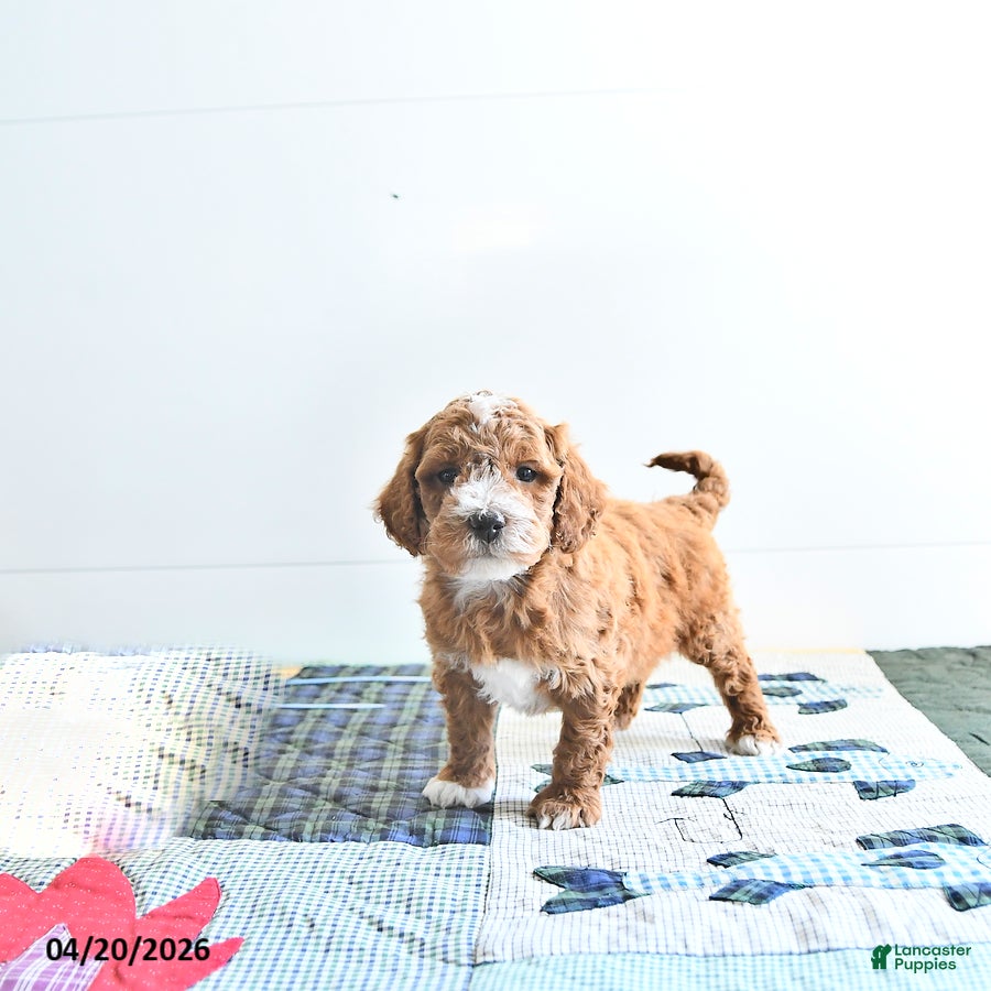 Mini Goldendoodle dogs Ethan - Ad 1