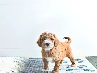 Mini Goldendoodle dogs for sale: Ethan - Ad 1