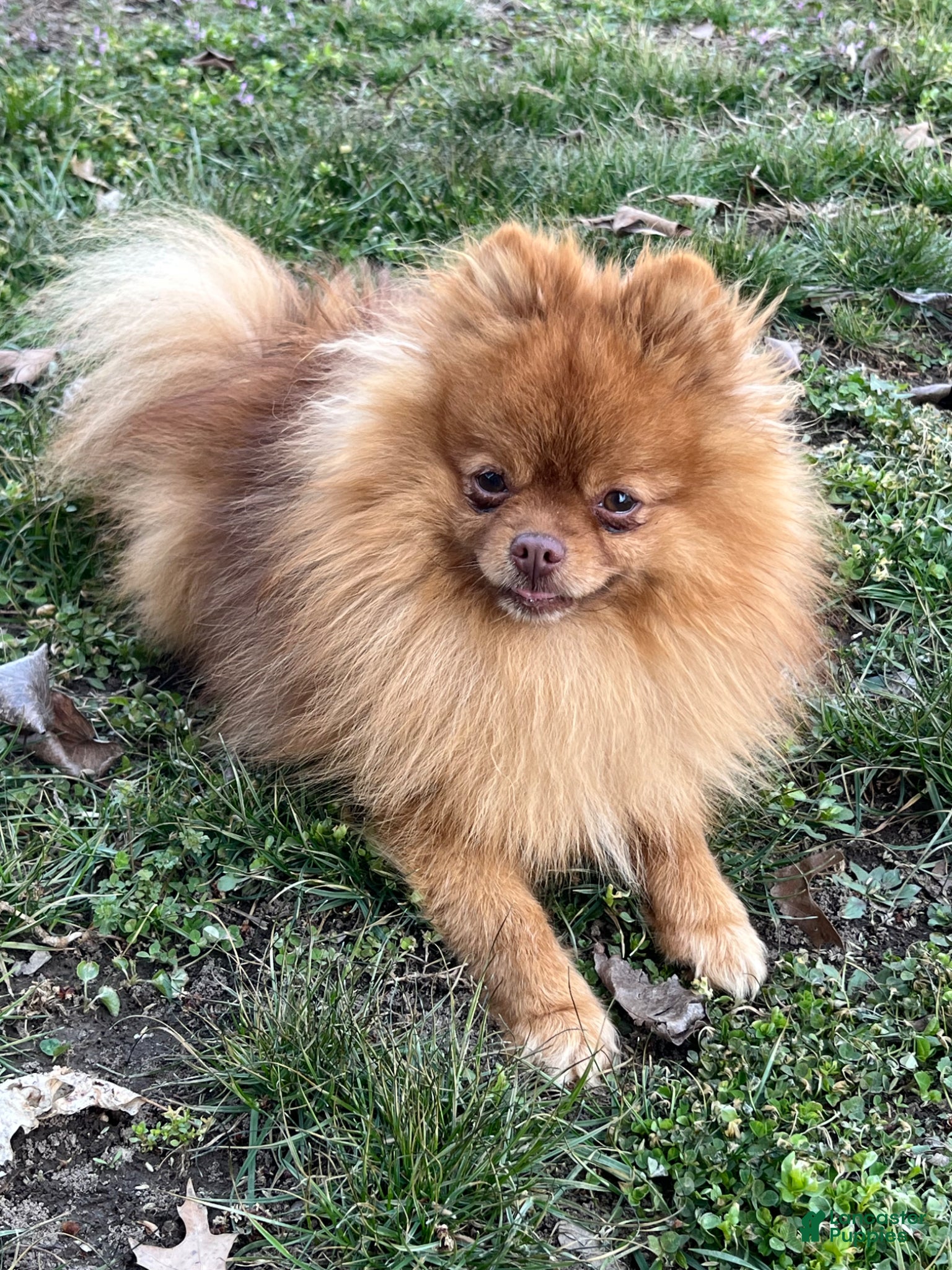Pomeranian dogs Regal AKC Registered Stud - Ad 1