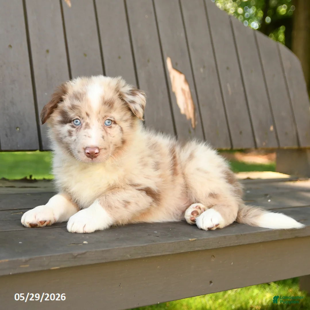 Border Collie dogs for sale: Max - Ad 2