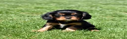 Cavalier King Charles Spaniel dogs for sale: Dexter  - Ad 5