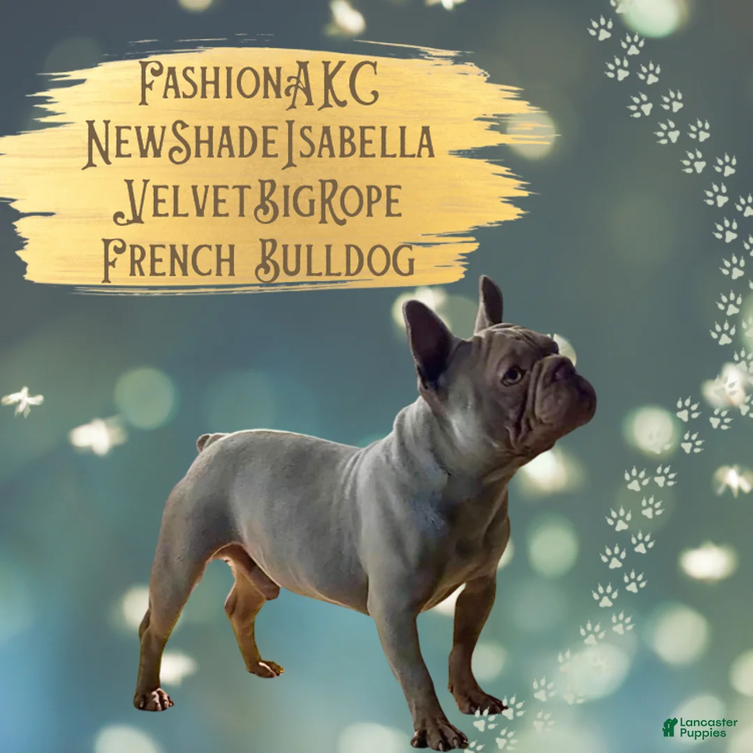French Bulldog dogs for sale: Prestyn “Orange” Collar Male - Ad 12