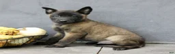 Belgian Malinois dogs for sale: Ranger  - Ad 3