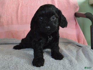 Yorkiepoo dogs David - Ad 6