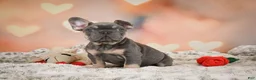 French Bulldog dogs for sale: Aaron - Ad 9