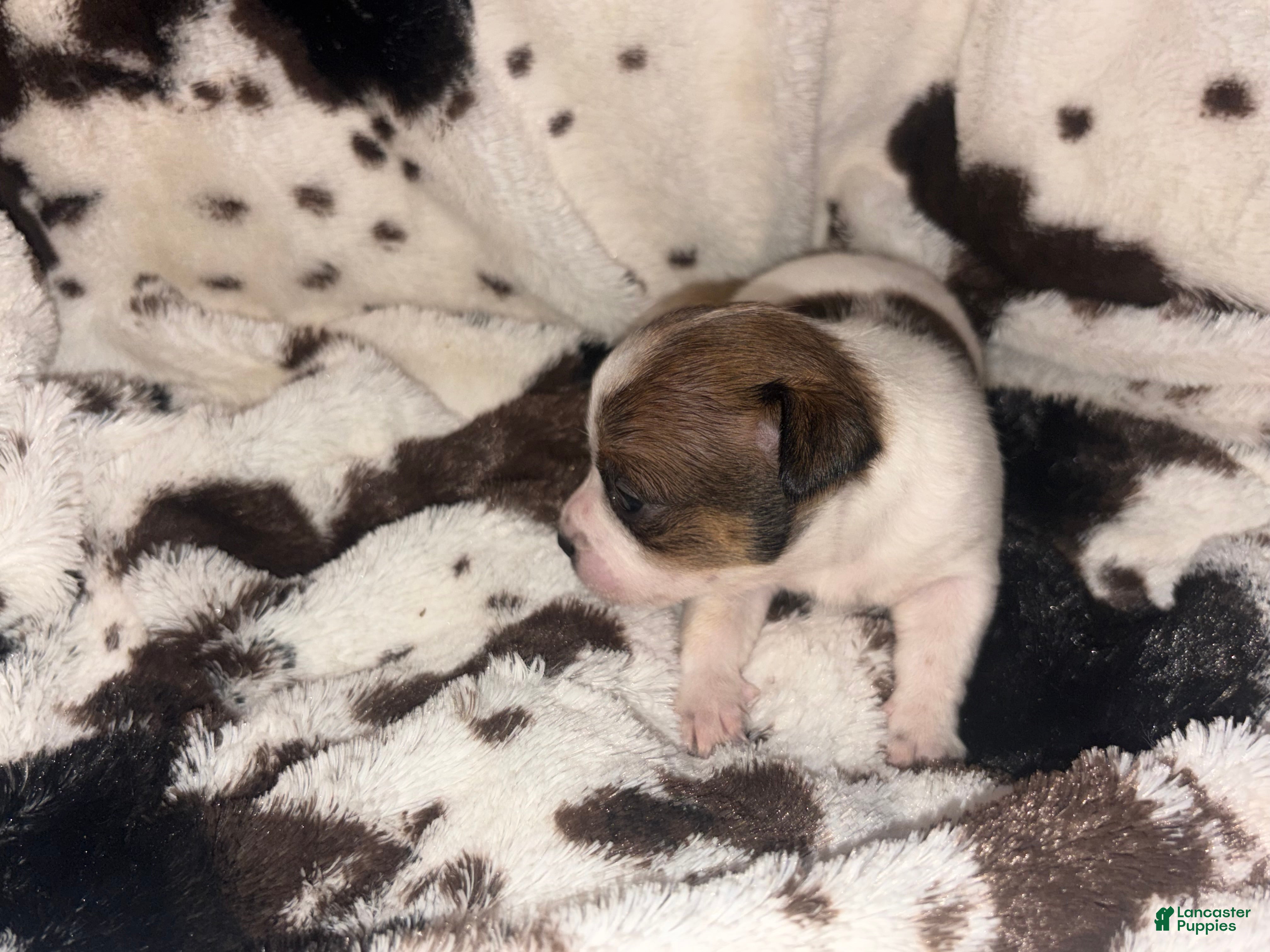 Chihuahua dogs Boo-boo  - Ad 2