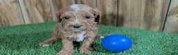 Cavapoo dogs for sale: Mabeline Boy 1 - Ad 5