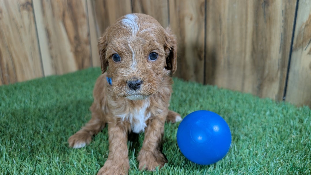 Cavapoo dogs for sale: Mabeline Boy 1 - Ad 5