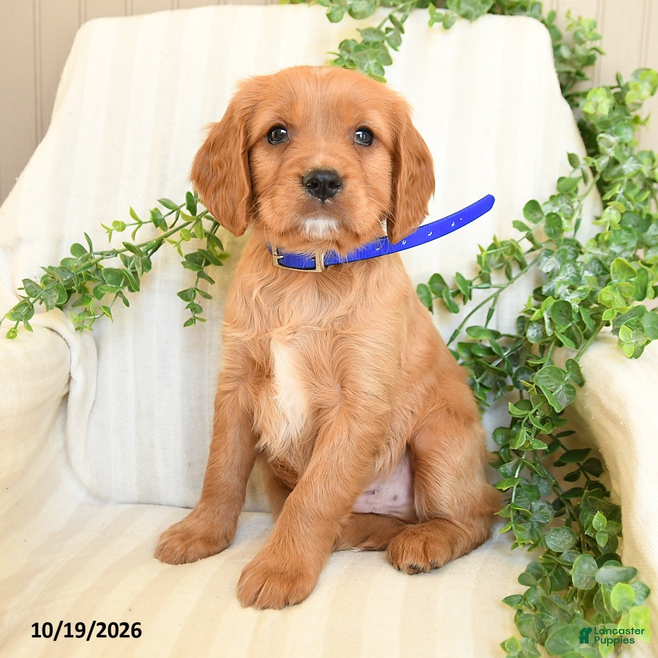 Miniature Golden Retriever dogs for sale: Mark - Ad 2