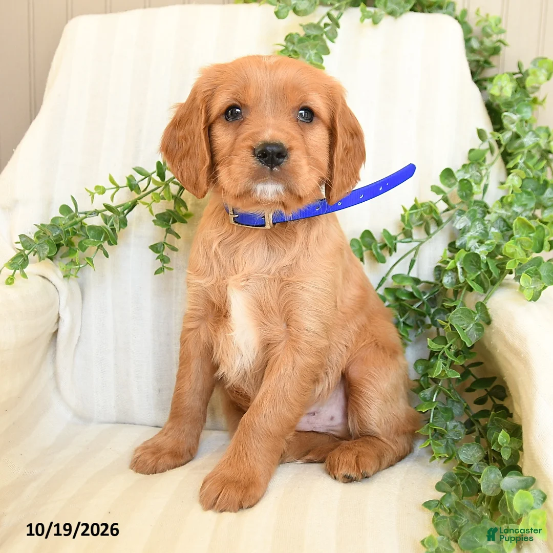 Miniature Golden Retriever dogs for sale: Mark - Ad 1