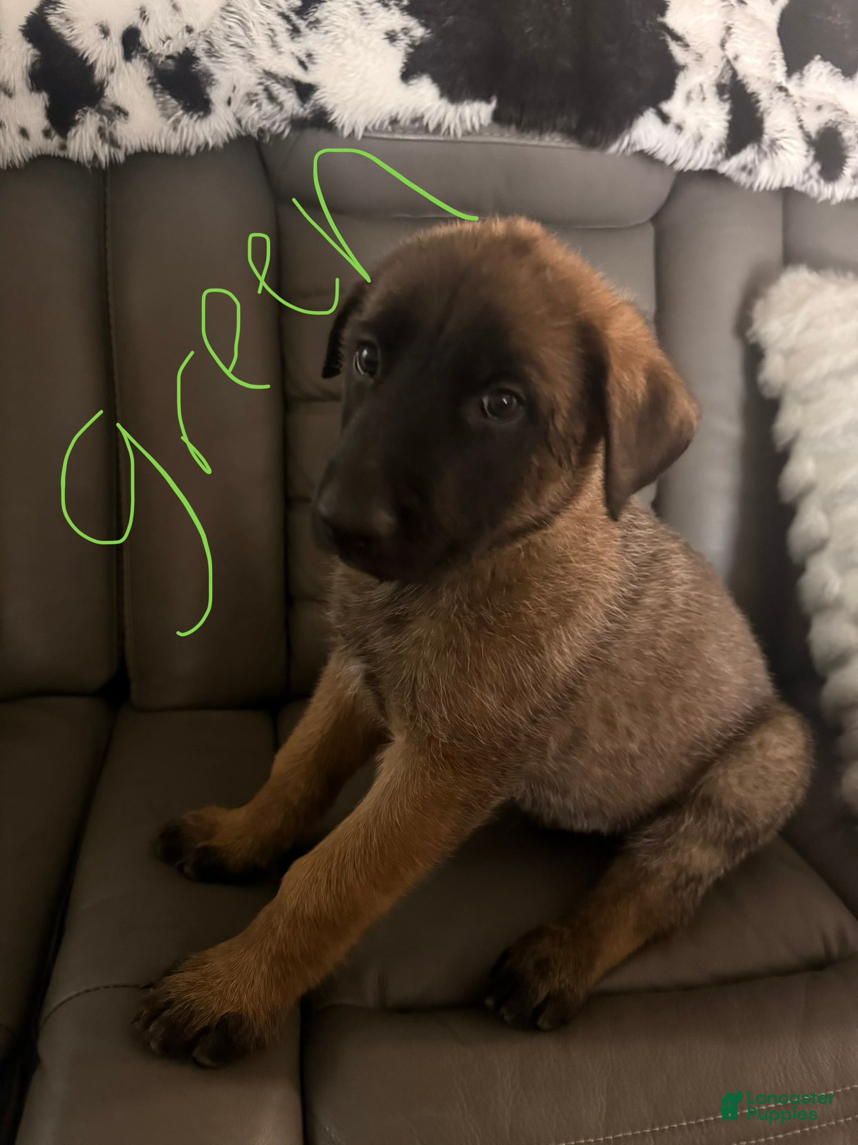 Mixed Breed dogs German Shepard/ Belgian malinois 1 green collar boy  - Ad 40