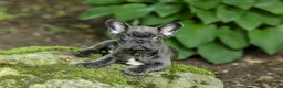 French Bulldog dogs for sale: Easton - Ad 11
