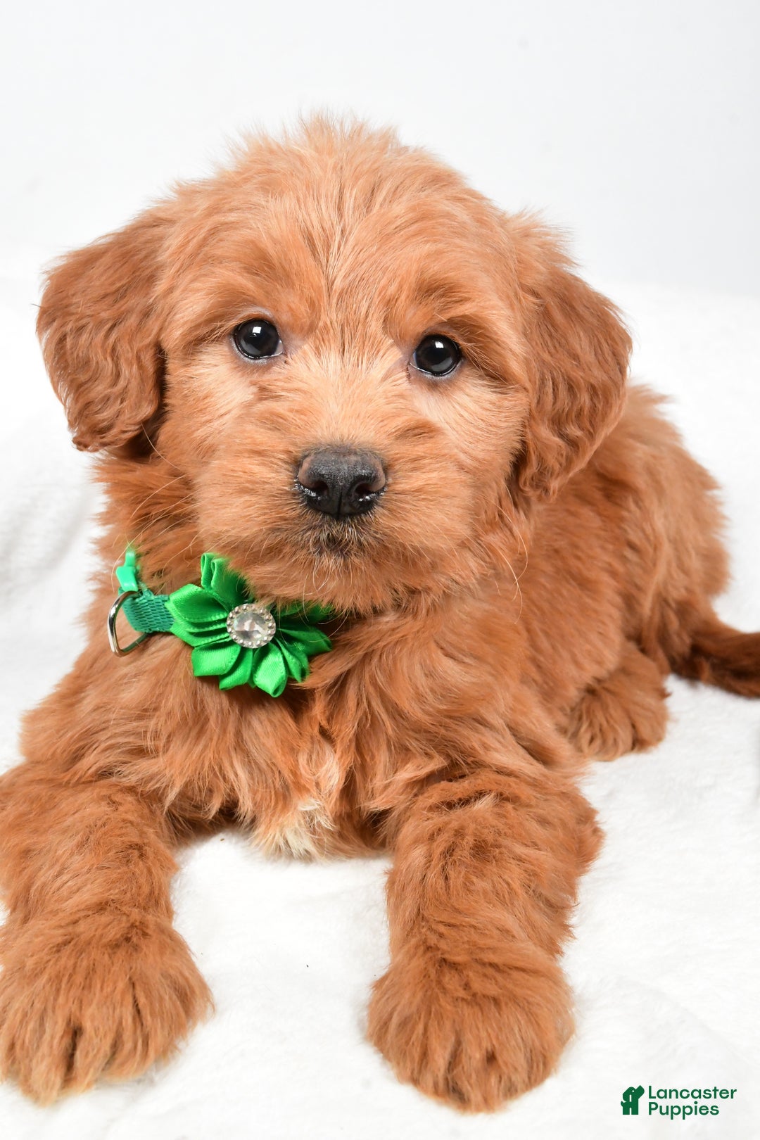 Mini Goldendoodle dogs for sale: Beth - Ad 7