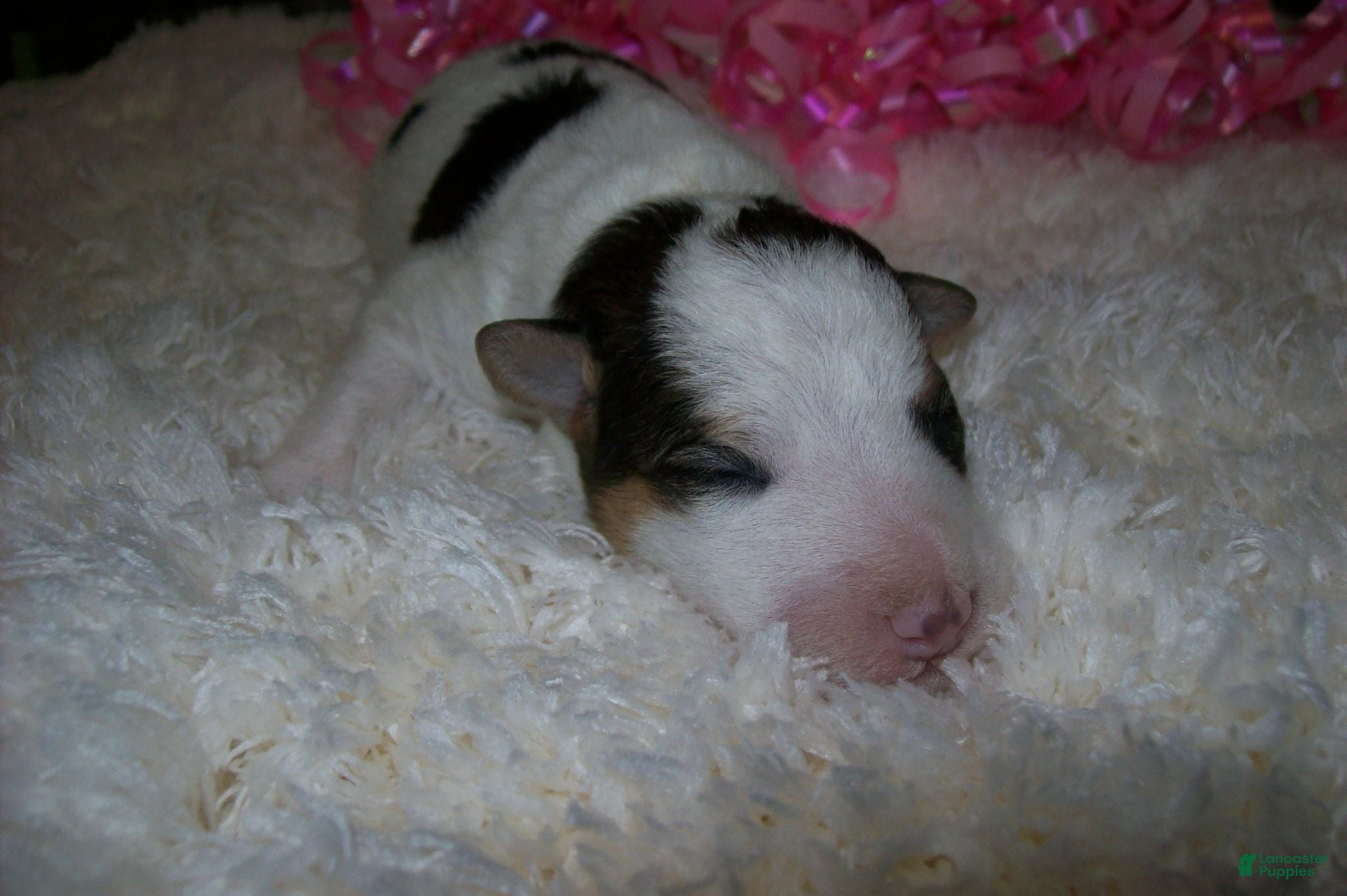 Wire Fox Terrier dogs AKC Wire Fox Terrier 2 Crystal - Ad 5