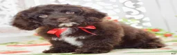 Cockapoo dogs for sale: Claudia - Ad 4