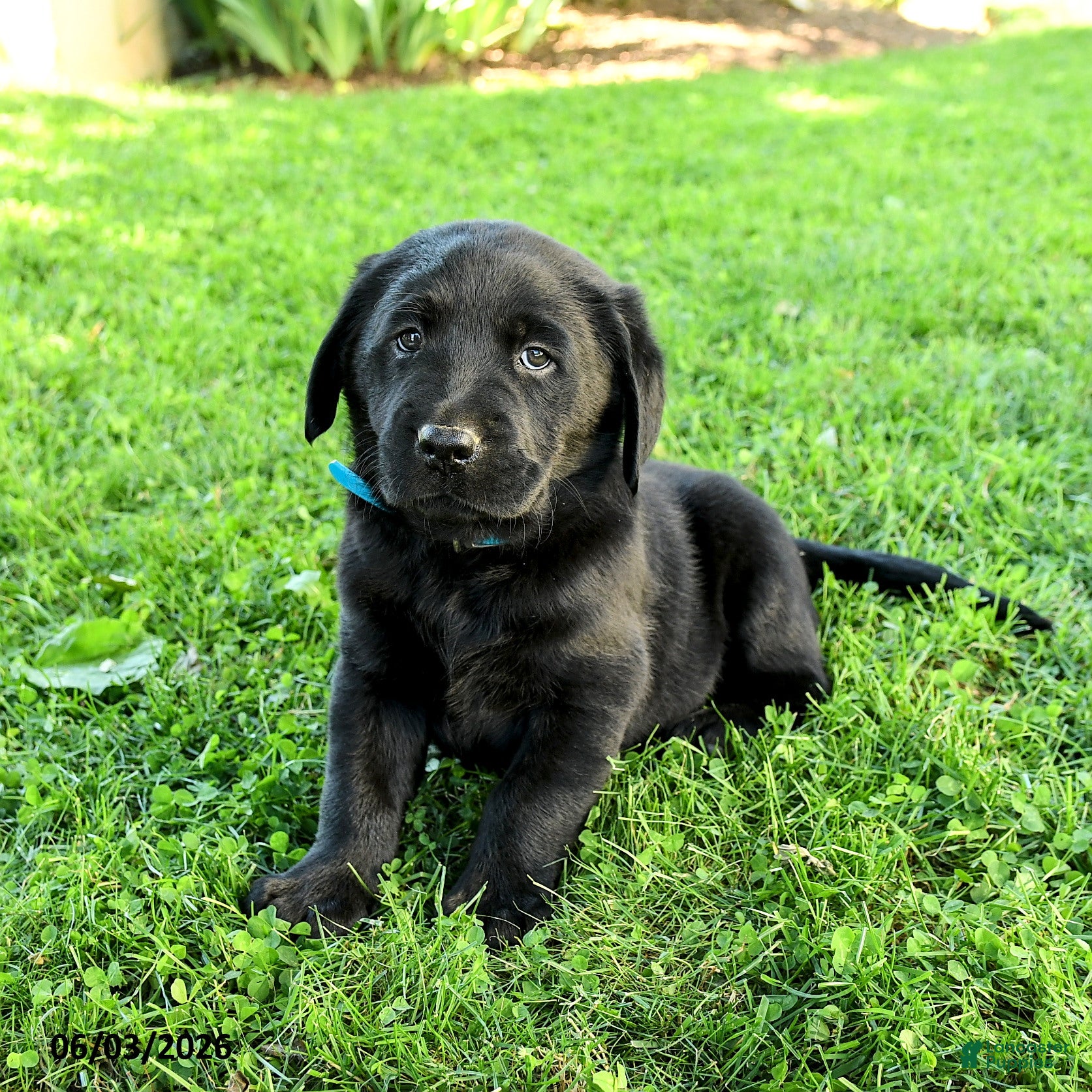 Labrador Retriever dogs for sale: Anderson - Ad 5