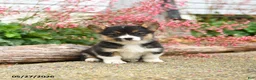Welsh Corgi Pembroke dogs for sale: Precious - Ad 3