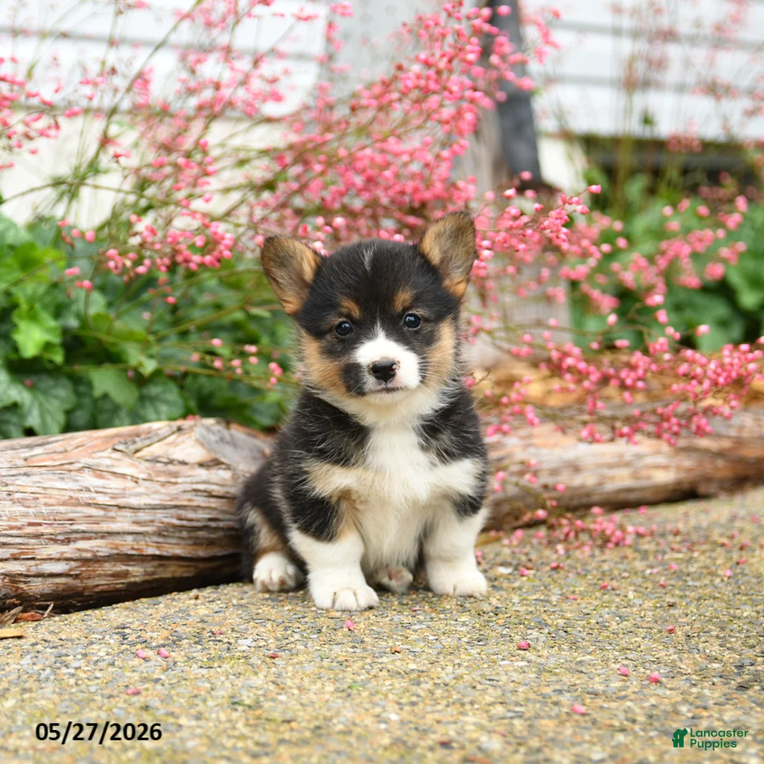 Welsh Corgi Pembroke dogs for sale: Precious - Ad 3
