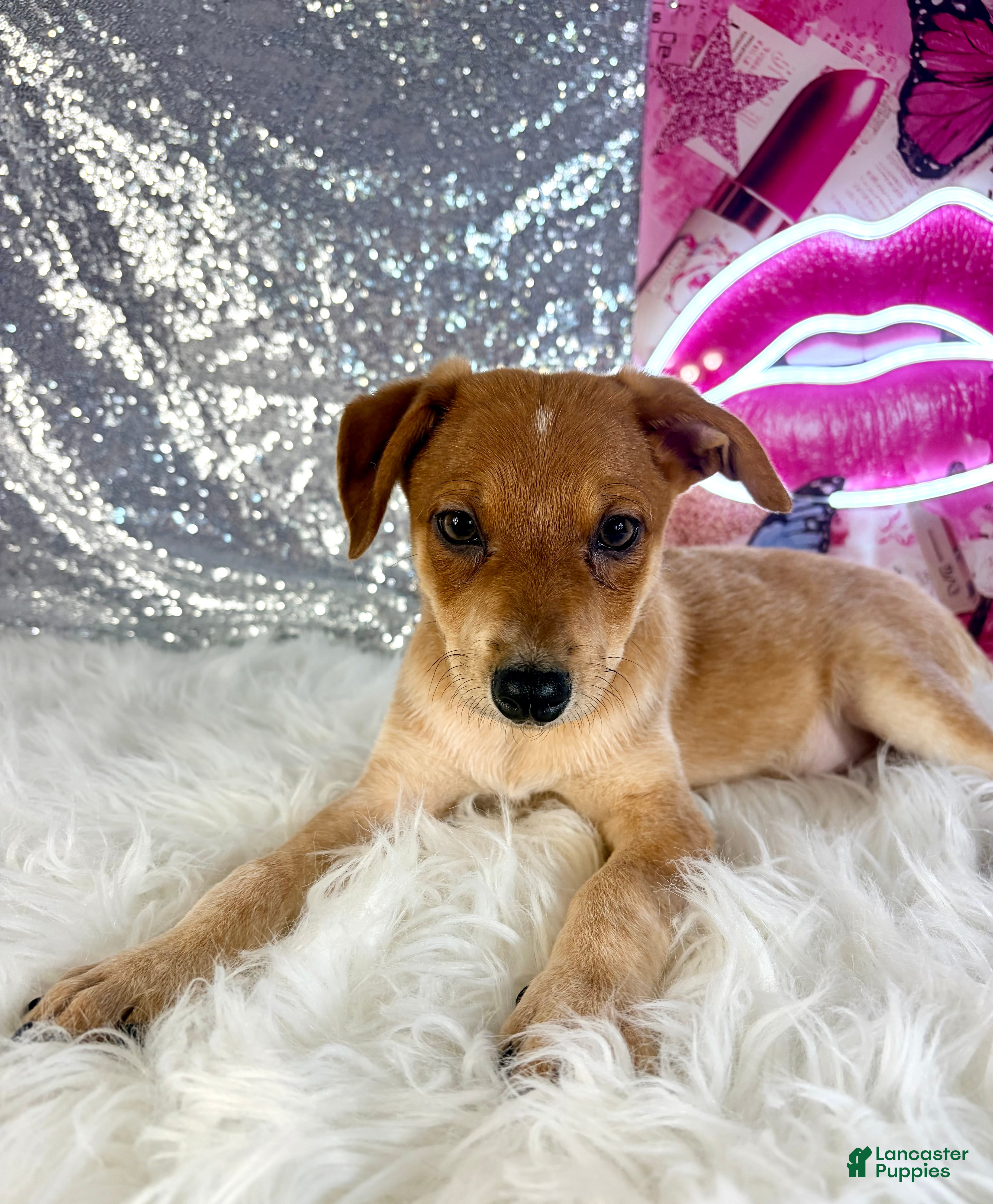 Mixed Breed dogs Shaggy - Ad 16