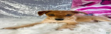 Shaggy