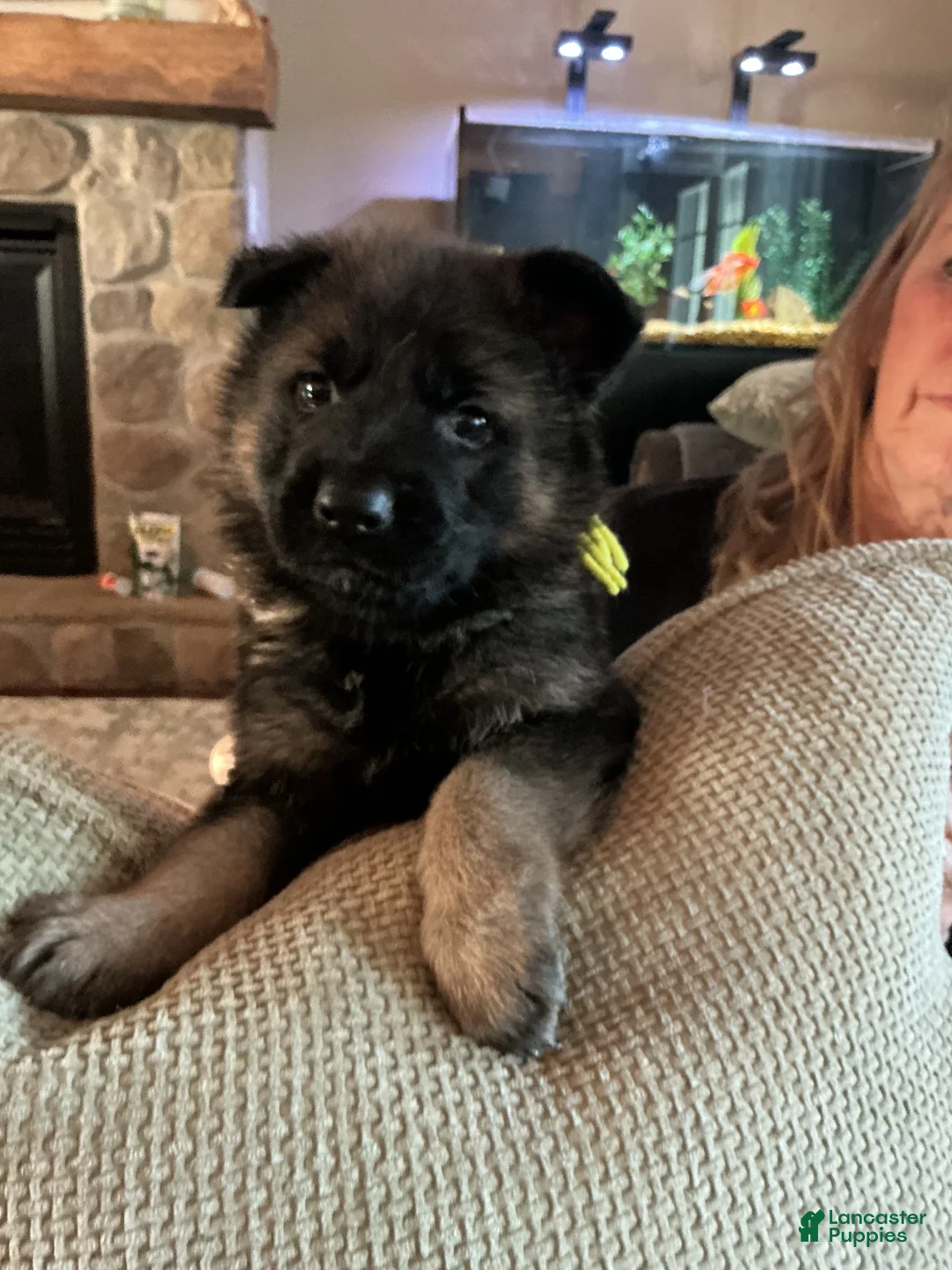 German Shepherd dogs for sale: German Shepherd Puppy 1 - Ad 1