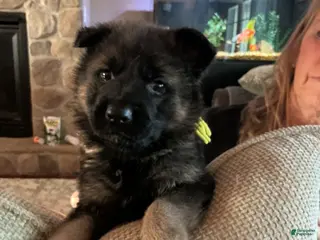 German Shepherd dogs German Shepherd Puppy 1 - Ad 42