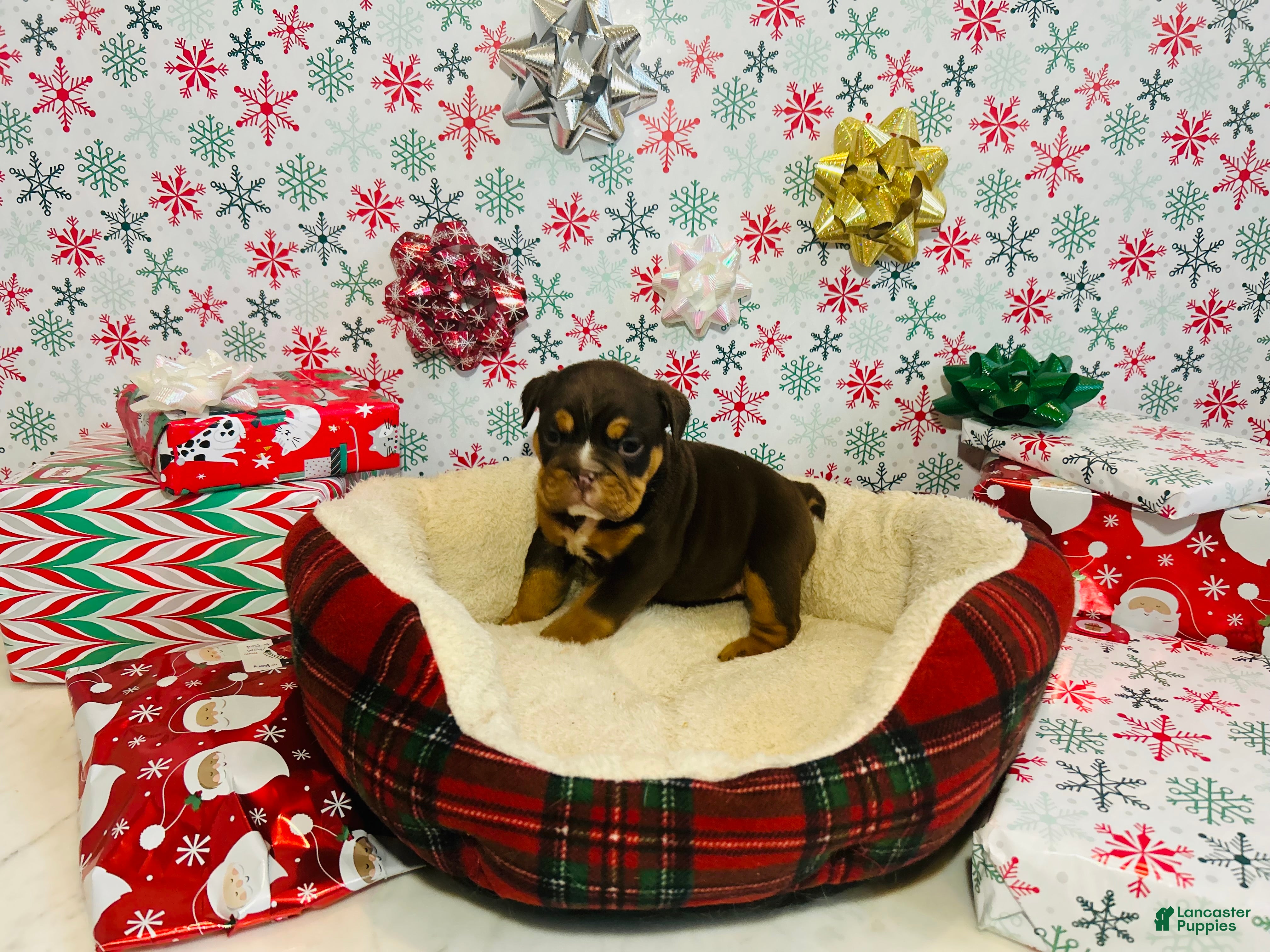 English Bulldog dogs Lily - Ad 21