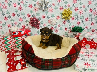 English Bulldog dogs Lily - Ad 5