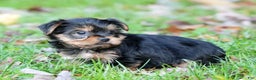 Yorkshire Terrier dogs for sale: Benny - Ad 4