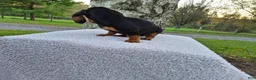 Miniature Dachshund dogs for sale: Remy  - Ad 21