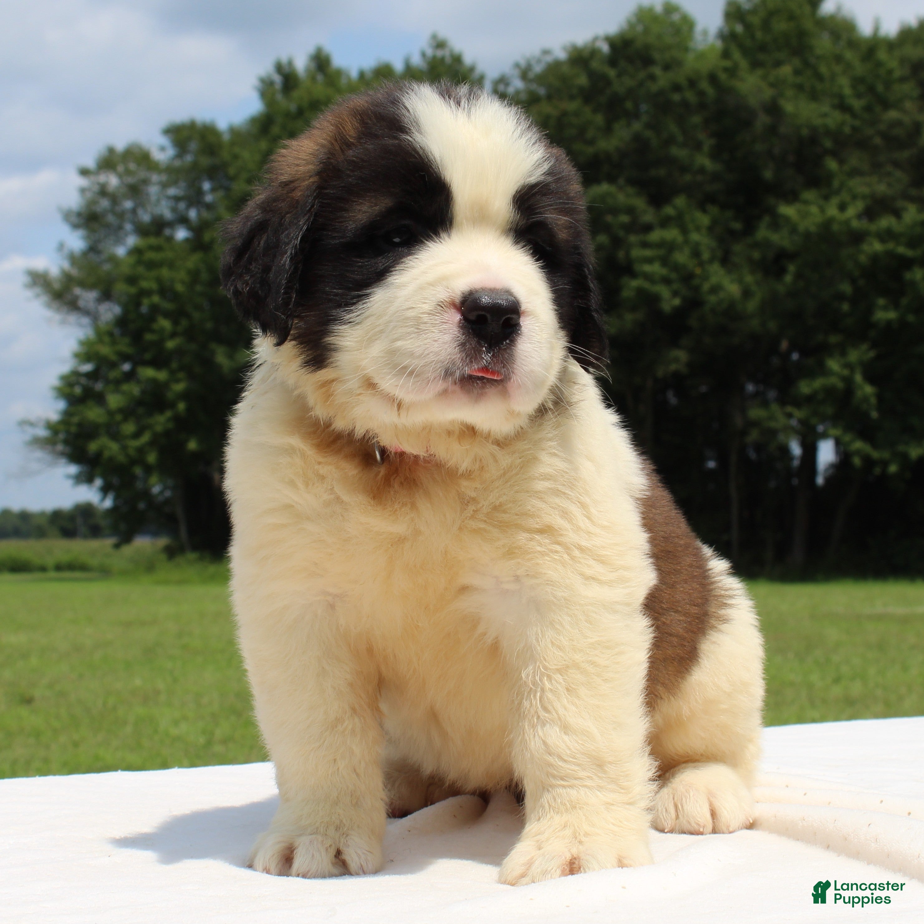 Saint Bernard dogs Maci - AKC Champion Bloodlines - Ad 1