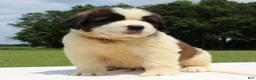 Saint Bernard dogs for sale: Maci - AKC Champion Bloodlines - Ad 1